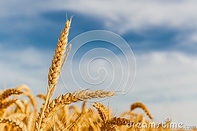 Grain in a farm field Stock Photo