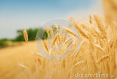 Grain field Stock Photo