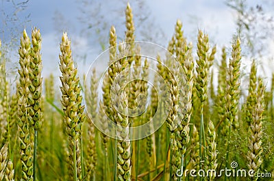 wheat Stock Photo