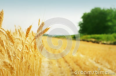 Grain field Stock Photo