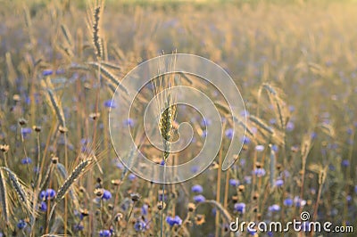 Grain field focused on one grain in sunlight Stock Photo