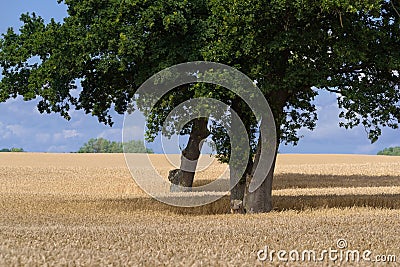 FARMLAND Stock Photo