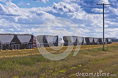 Grain hauling tractor trailer trucks Editorial Stock Photo