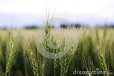 Grain head of wheat plant against field background Stock Photo