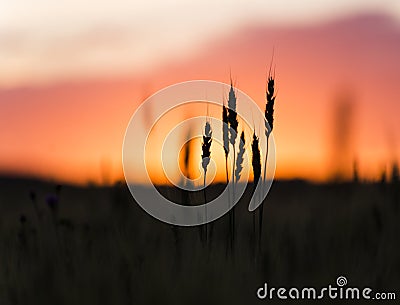 Grain heads of wheat plant silhouetted against sunset Stock Photo