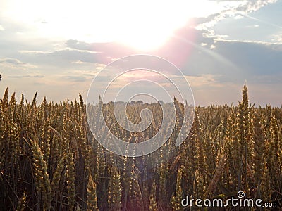 Grain Stock Photo