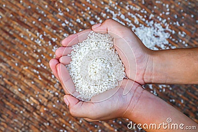 Grain of rice in the hands farmer, rice white grain in handful, organic rice of asia Stock Photo