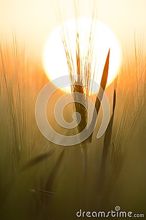 Grain senset Stock Photo