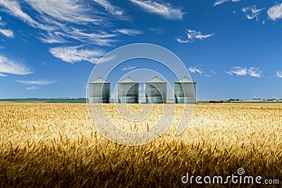 Grain silos overlooking barley field before harvest on the Canadian prairie landscape in Rocky View County Alberta Canada Stock Photo