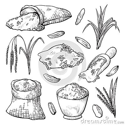 Grain spikelets, rice harvesting hand drawn illustrations set Vector Illustration