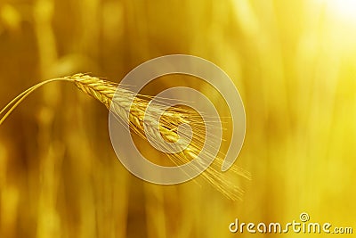 Grain at sunset Stock Photo