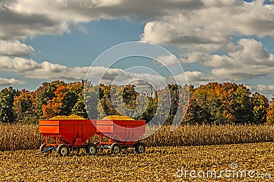 Grain Wagons Loaded With Maize Stock Photo