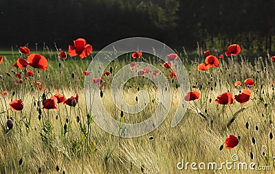 Grainfield with red poppies, back lighted Stock Photo