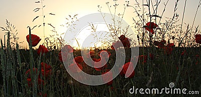 Grainfield with red poppies, at sunset Stock Photo