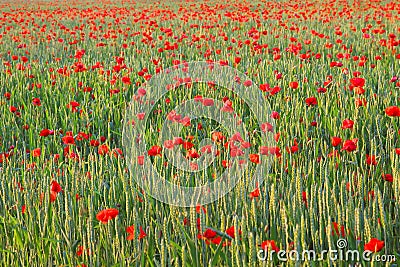 Grainfield with red poppy flowers Stock Photo