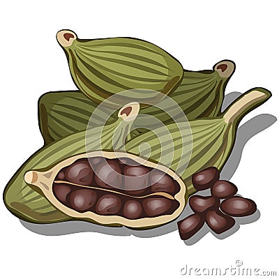 Grains of cardamom , vector food concept Vector Illustration