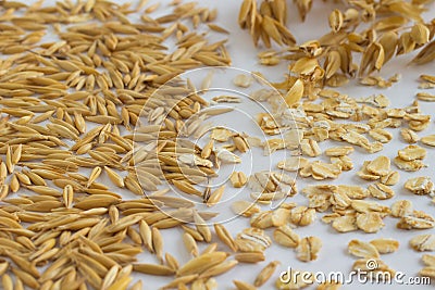 Grains of oats, oatmeal and oat twigs on a white Stock Photo