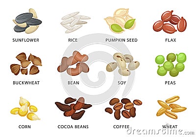 Grains and plant seed set with names Vector Illustration