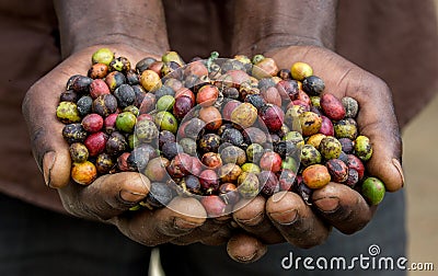 Grains of ripe coffee in the handbreadths of a person. East Africa. Coffee plantation. Cartoon Illustration