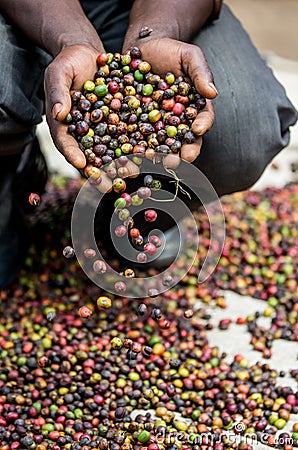 Grains of ripe coffee in the handbreadths of a person. East Africa. Coffee plantation. Cartoon Illustration