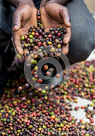 Grains of ripe coffee in the handbreadths of a person. East Africa. Coffee plantation. Cartoon Illustration