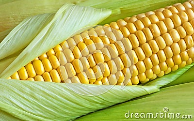 Grains of ripe corn in an ear Stock Photo