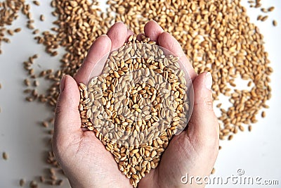 Grains of ripened beautiful wheat in the hands of a woman Stock Photo