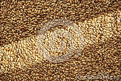 Grains of ripened beautiful wheat, harvesting in autumn Stock Photo