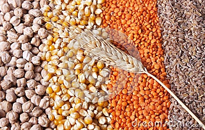 Grains and wheat Stock Photo