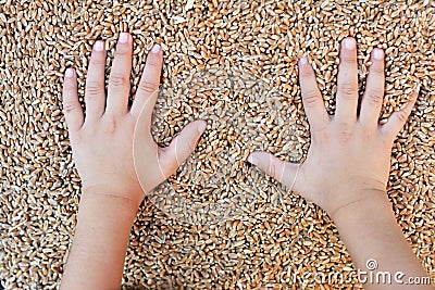 Grains of wheat Stock Photo