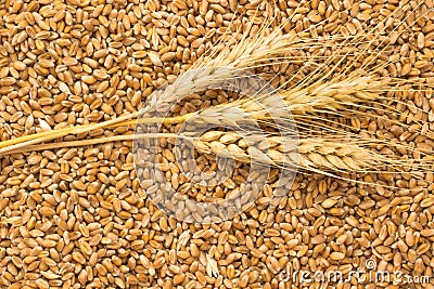 Grains of wheat and wheat spikelets. Top view Stock Photo