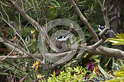 Grallina cyanoleuca or magpie-lark sitting on nest in tree with partner nearby Stock Photo