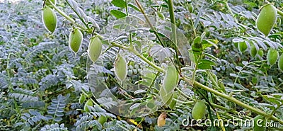 Gram or chickpea plants with fruits Stock Photo