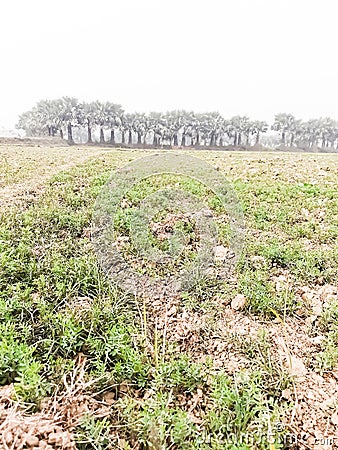 Gram farming initially stage in village of Bihar India Stock Photo