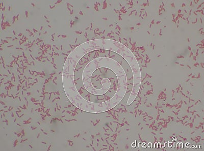 Gram negative bacilli with bipolar stain bacteria.Burkholderia pseudomallei Stock Photo