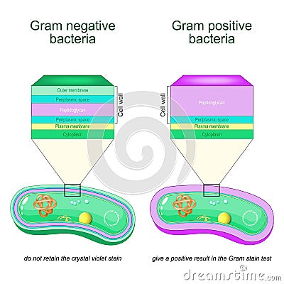 Gram negative and Gram positive bacteria Vector Illustration