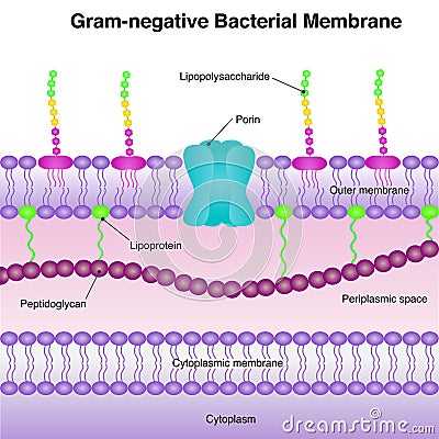 Gram-negative bacterial membrane Vector Illustration