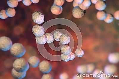 Gram-positive bacteria Streptococcus pyogenes Cartoon Illustration