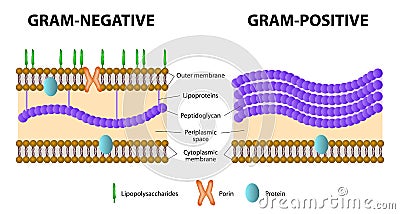 Gram-positive and Gram-negative bacteria Vector Illustration