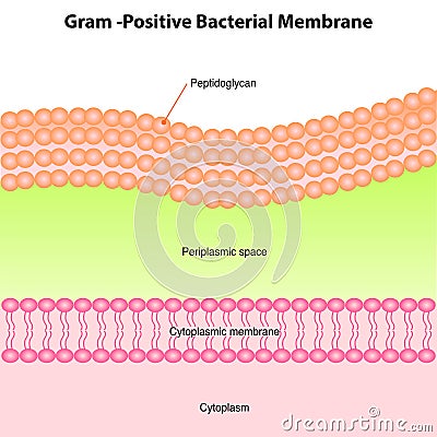 gram positive bacterial membrane structure diagram Vector Illustration