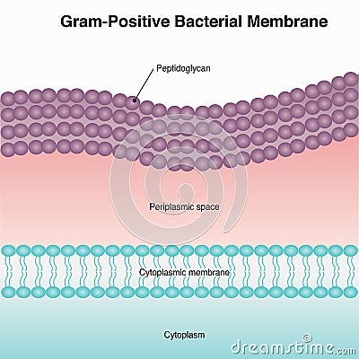 gram positive bacterial membrane structure diagram Vector Illustration