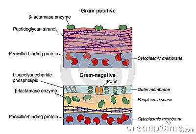 Gram positive and negative bacteria Vector Illustration