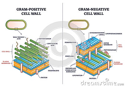 Gram positive versus negative cell wall structure differences outline diagram Vector Illustration