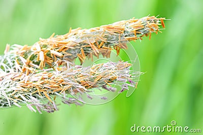 Gramilla blooming with intensity in Amsterdamse Bos Stock Photo