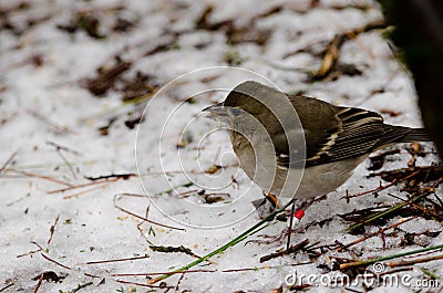 Gran Canaria blue chaffinch. Stock Photo