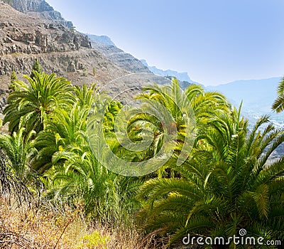 Gran Canaria Canary Palm tree mountains Stock Photo