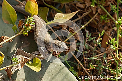Gran Canaria giant lizard sitting on a plant Stock Photo