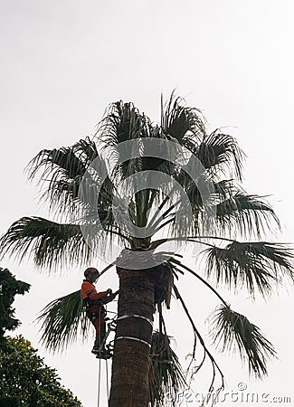 Landscape gardener high up in a palm tree cutting palm fronds and leaves Editorial Stock Photo