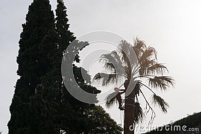 Landscape gardener high up in a palm tree cutting palm fronds and leaves Editorial Stock Photo