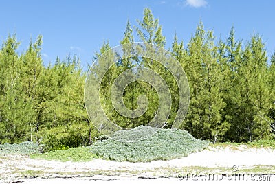 Grand Bahama Island Beach Trees Stock Photo